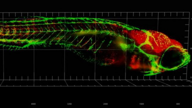 共享儀器平臺Zeiss Lightsheet Z.1激光片層掃描顯微鏡上機培訓通知