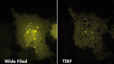 尼康生物影像中心全內反射顯微鏡TIRF上機培訓通知