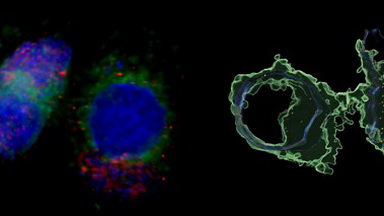 細胞影像平臺圖像處理 Imaris 計數類問題專題培訓通知