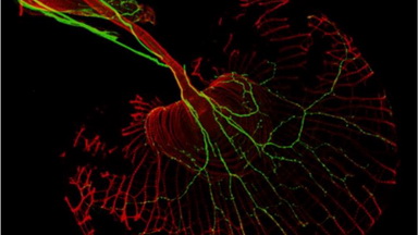 細胞影像平臺轉盤共聚焦顯微鏡上機培訓通知