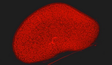 共享儀器平臺Zeiss Lightsheet Z.1激光片層掃描顯微鏡上機培訓通知