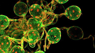 細胞生物學平臺Olympus激光共聚焦顯微鏡FV3000培訓通知