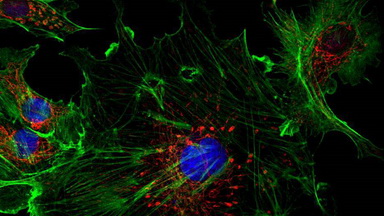 共享儀器平臺超高分辨共聚焦顯微鏡Zeiss LSM880上機培訓通知
