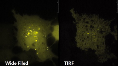 尼康生物影像中心全內反射顯微鏡TIRF上機培訓通知