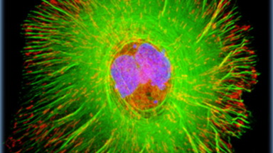 細胞影像平臺激光共聚焦顯微鏡FV1200上機培訓通知