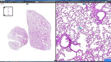 細胞生物學平臺3DHISTECH玻片掃描系統培訓通知