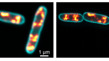 細胞生物學平臺STED超高分辨激光共聚焦顯微鏡上機培訓通知