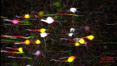 細胞生物學平臺Zeiss全自動數字玻片掃描系統培訓通知