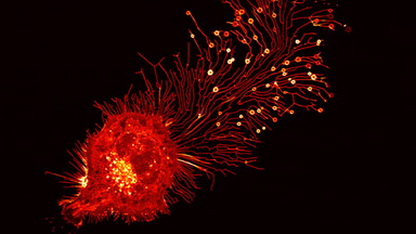 尼康生物影像中心超分辨激光掃描共聚焦顯微鏡上機培訓通知