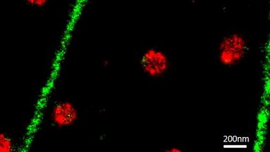尼康生物影像中心STORM超高分辨率顯微鏡上機培訓通知