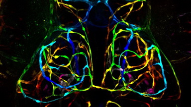 細胞影像平臺Zeiss LSM980 Airyscan2 快速超分辨激光共聚焦顯微鏡培訓通知