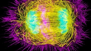 尼康生物影像中心SIM超高分辨率顯微鏡上機培訓通知