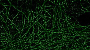 細胞影像平臺Nikon A1激光掃描共聚焦顯微鏡培訓通知