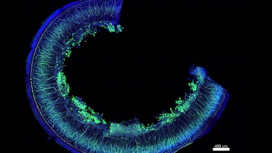 細胞影像平臺轉盤共聚焦顯微鏡上機培訓通知