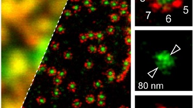 細胞生物學平臺STED超高分辨激光共聚焦顯微鏡上機培訓通知