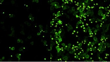細胞影像平臺圖像處理 Imaris 時間序列專題培訓通知