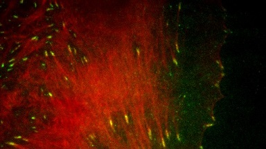 細胞影像平臺全內反射熒光顯微鏡培訓通知