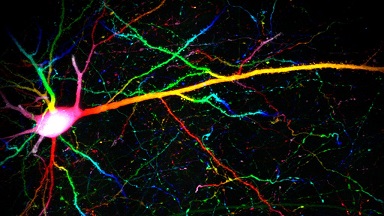 細胞影像平臺Zeiss LSM980 Airyscan2快速超分辨激光共聚焦顯微鏡培訓通知