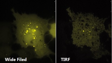 尼康生物影像中心全內反射顯微鏡TIRF上機培訓通知