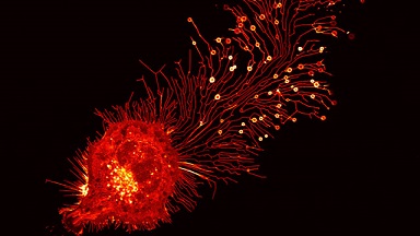 尼康生物影像中心超分辨激光掃描共聚焦顯微鏡上機培訓通知