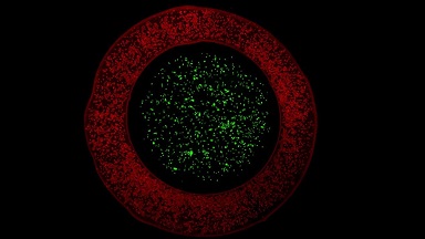 細胞影像平臺轉盤共聚焦顯微鏡上機培訓通知