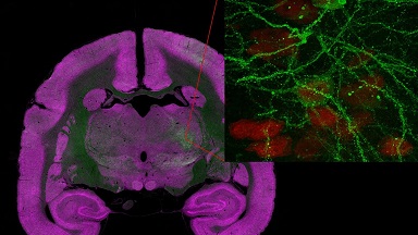 細胞影像平臺Nikon A1R HD25高分辨共聚焦顯微鏡上機培訓通知