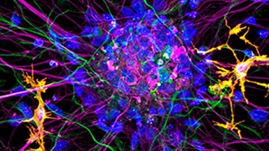 細胞影像平臺激光共聚焦顯微鏡及熒光壽命成像（FV1200-FLIM）上機培訓通知