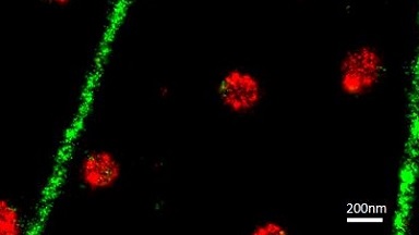 尼康生物影像中心STORM超高分辨率顯微鏡上機培訓通知