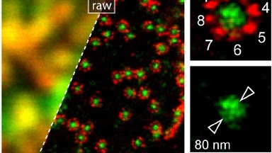 細胞生物學平臺STED超高分辨激光共聚焦顯微鏡上機培訓通知