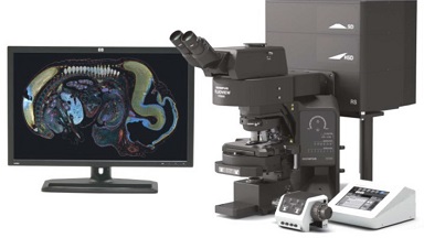 細胞生物學平臺Olympus激光共聚焦顯微鏡系列(二) FRET/FRAP光操控培訓通知