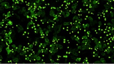 細胞影像平臺圖像處理 Imaris 時間序列專題培訓通知