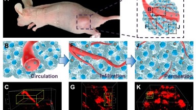 細胞影像平臺雙光子顯微鏡培訓通知