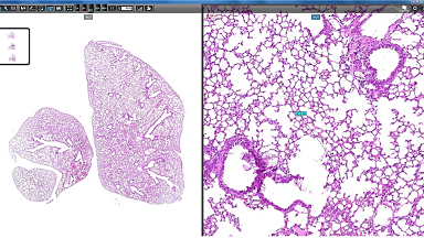 細胞生物學平臺3DHISTECH玻片掃描系統培訓通知