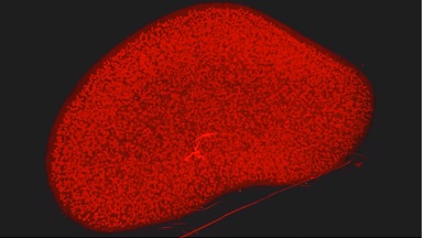 共享儀器平臺Zeiss Lightsheet Z.1激光片層掃描顯微鏡上機培訓通知