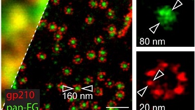 細胞生物學平臺STED超高分辨激光共聚焦顯微鏡上機培訓通知
