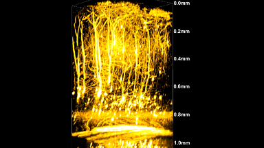 尼康生物影像中心雙光子顯微鏡上機培訓通知