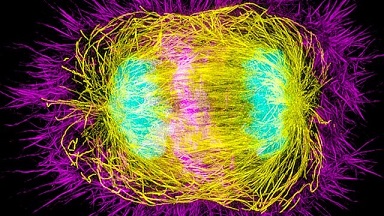 尼康生物影像中心SIM超高分辨率顯微鏡上機培訓通知