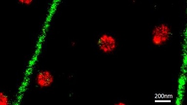 尼康生物影像中心STORM超高分辨率顯微鏡上機培訓通知