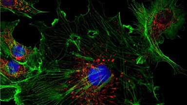 共享儀器平臺超高分辨 Zeiss LSM880 共聚焦顯微鏡上機培訓通知