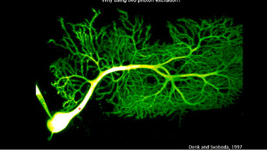 共享儀器平臺Zeiss Lightsheet Z.1激光片層掃描顯微鏡上機培訓通知