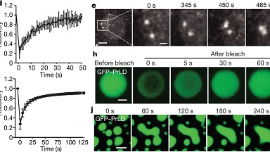 尼康生物影像中心共聚焦顯微鏡高級應用 FRAP 專題上機培訓通知