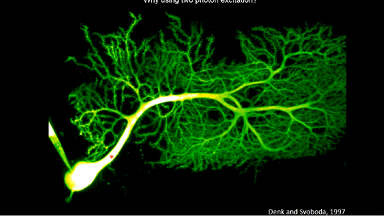 共享儀器平臺Zeiss Lightsheet Z.1激光片層掃描顯微鏡上機培訓通知