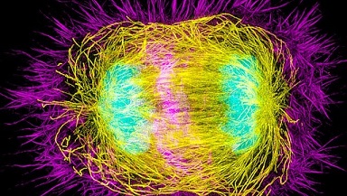 尼康生物影像中心SIM超高分辨率顯微鏡上機培訓通知