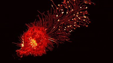 尼康生物影像中心超分辨激光掃描共聚焦顯微鏡上機培訓通知