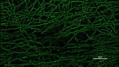 細胞影像平臺Nikon A1激光掃描共聚焦顯微鏡培訓通知