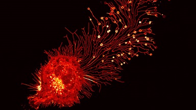 尼康生物影像中心超分辨激光掃描共聚焦顯微鏡上機培訓通知