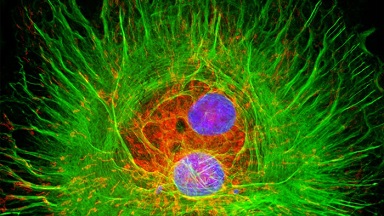 尼康生物影像中心超分辨激光掃描共聚焦顯微鏡上機培訓通知