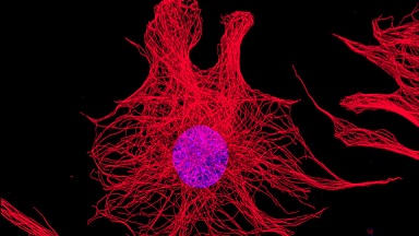 細胞影像平臺轉盤共聚焦顯微鏡上機培訓通知