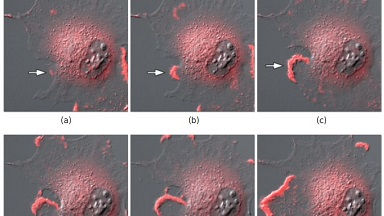 細胞生物學平臺Nikon Ti2-E活細胞顯微成像系統培訓通知