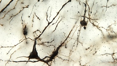 細胞生物學平臺正置熒光顯微鏡Olympus IX63培訓通知